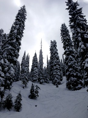 In the trees - most of our skiing is in terrain like this