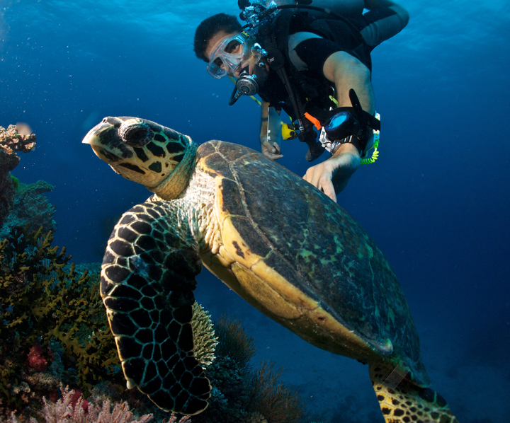 Our divemaster interacting with a brave turtle