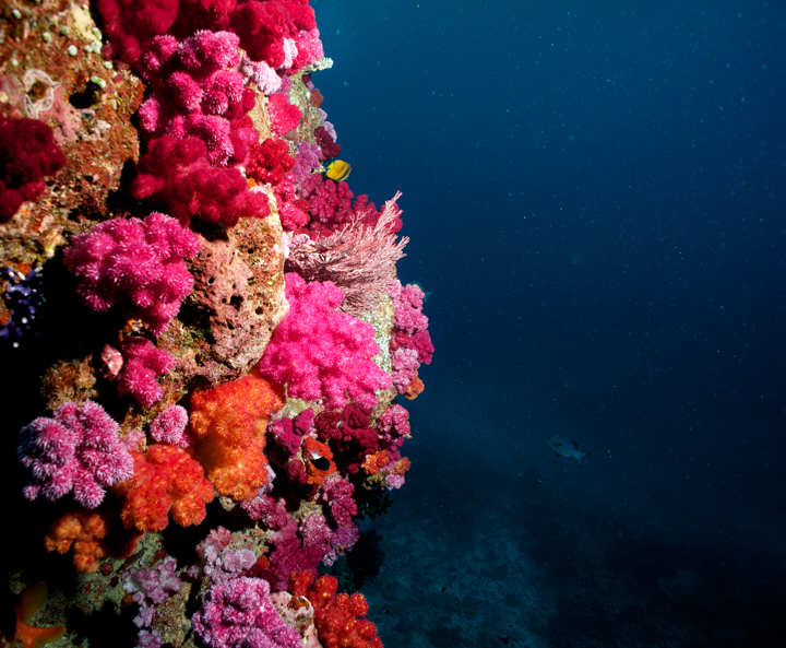 Soft coral wall