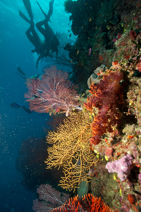 Coral wall with divers in back