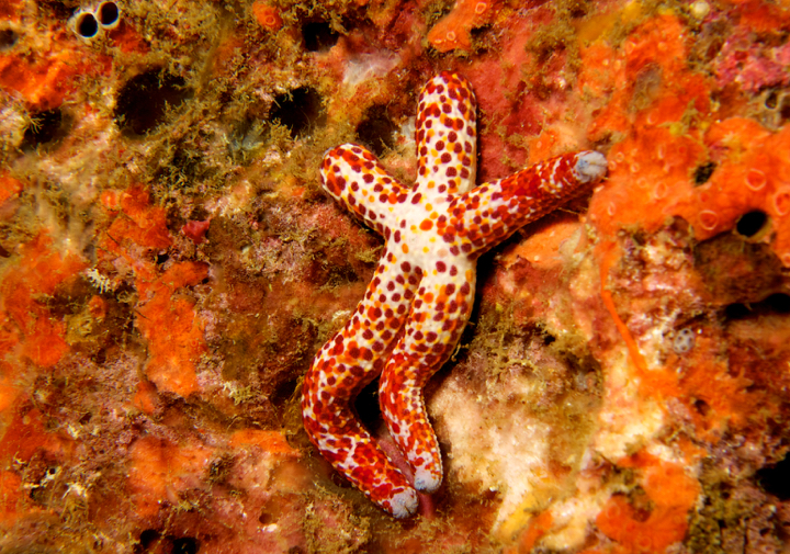 Colorful starfish