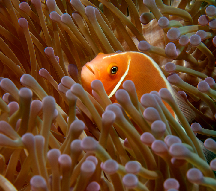 Nemo-fish in an anemone
