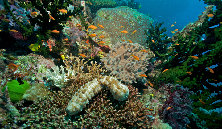 Coral garden with sea cucumber